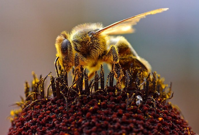 "Beekeepers have an urgent need for effective, bee-friendly Varroa treatments. Naturally-occurring entomopathogenic fungi could be an effective, biologically-based control method. They are non-toxic to humans and can be mass-cultured,"- Mollah Md. Hamidduzzaman  School of Environmental Sciences (photo courtesy of wikimedia)
