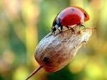 The beneficial ladybug, aka lady beetle. Photo credit: UC Master Gardener Program of Sonoma County 