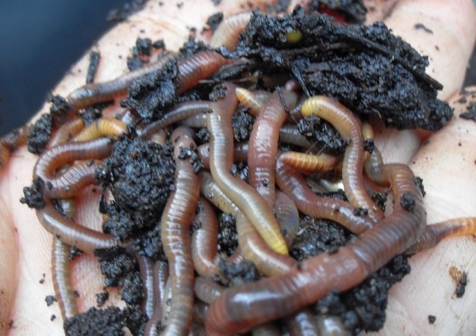 Worms from Coffee Compost Pile (courtesy of Wikimedia)