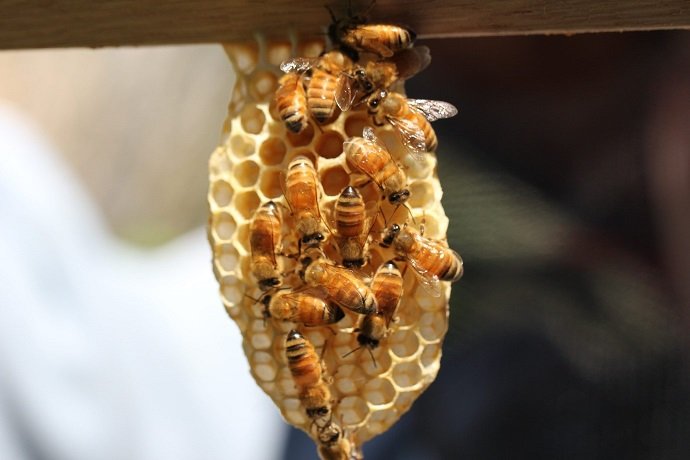 Integrating Beekeeping with Permaculture 04