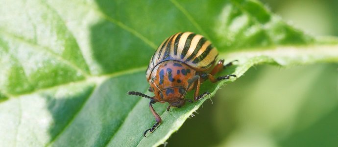 8 plants that keep bugs far away from your house - The Permaculture  Research Institute