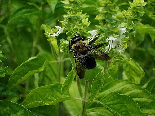 Bee on Basil (Paul)