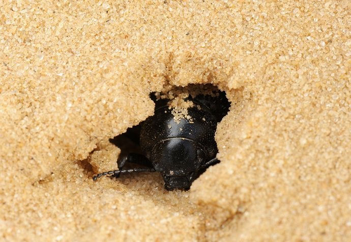 Darkling beetle in the sand
