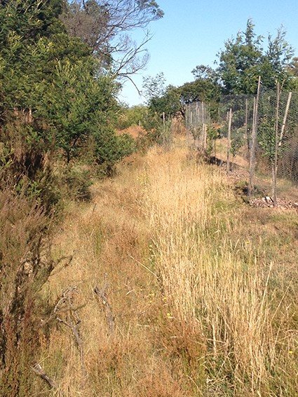 The swales are fringed by self-seeded wattles on the left and the swale mound containing fruit trees on the right. The swale bottoms are now covered in vegetation such as reeds and grasses. None of the sown deep-rooted plants took hold. However, organic matter is starting to accumulate in the swales and the vegetation provides an additional habitat for beneficial insects and frogs. 