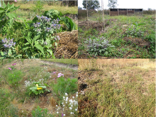 The first three photos show a diversity of groundcovers e.g. clover, borage, comfrey, herbs and flowers at an early stage of the orchard establishment. Now the groundcover is dominated by native and introduced grasses (photo bottom right). 