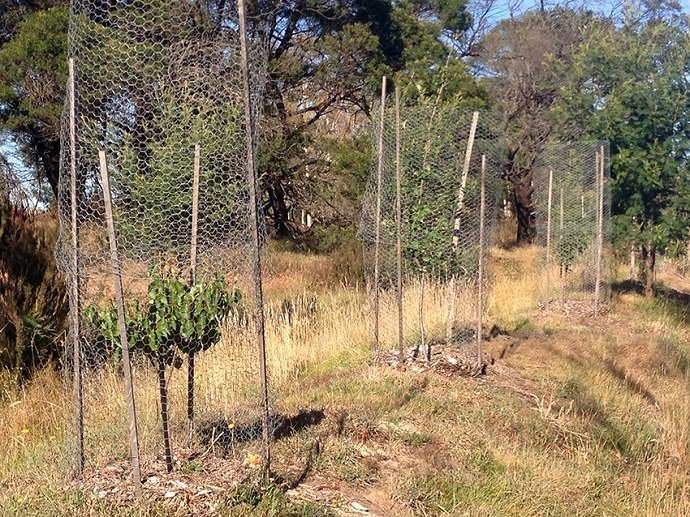 The latest fruit trees we planted are protected with a double row of-fine meshed wire cages. 