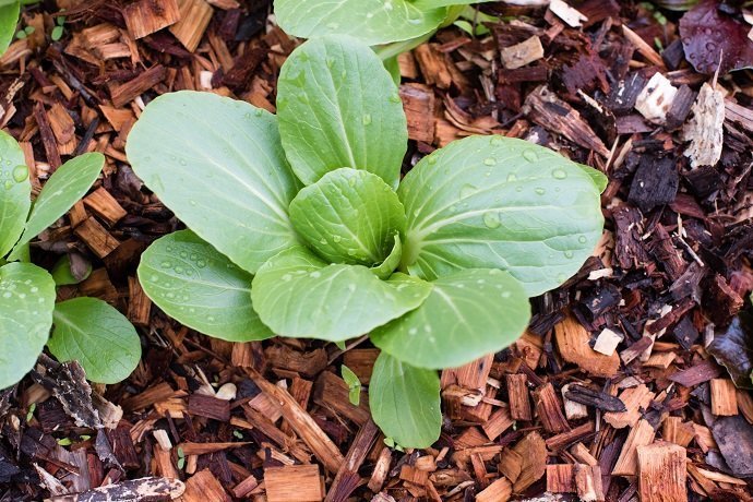 High angle view of bok choy plant growing in wood chip mulch (selective focus)