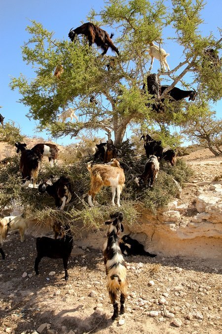 Goat feeding high in the branches of a tree in Morocco