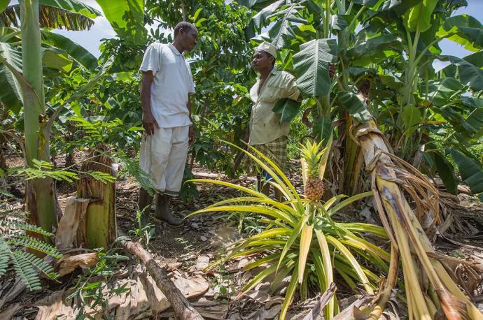 Agroforestry combines the practice of agriculture and forestry – Pemba Island, Zanzibar. Left to right – Agroforestry Officer, Ali Hamad and farmer Adam Khamis. Photo: Zach Melanson