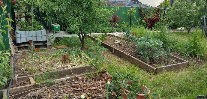 Figure 3 - My soil veg garden gives me lots of vegetables