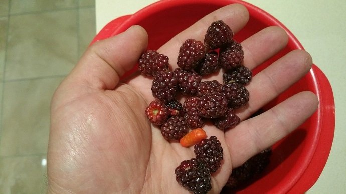 Figure 5 - Logan berries from a 2 year old wine