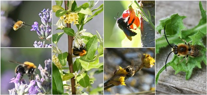 Que árvores frutíferas precisam de abelhas