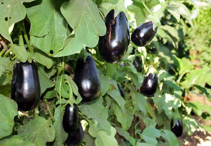 The Incredible Edible Eggplant 01