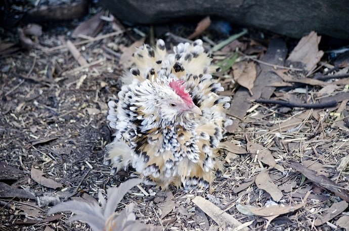 Frizzle: Good layer, large eggs, friendly, heritage breed, warm climate, bantam available