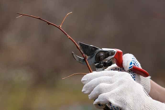 pruning raspberry with secateurs