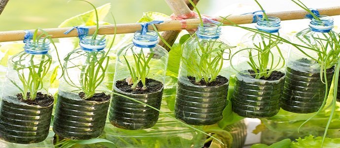 Spring onion grow in used water bottle, vegetables plant for urban life.
