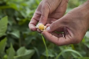 Ground Cherries - The Permaculture Research Institute