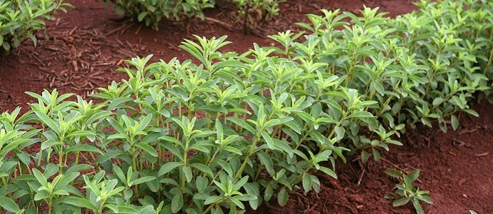 detail of stevia plantation in brazil