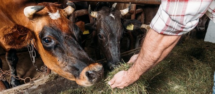 The Importance of Pasture: How to take Advantage of What Animals Bring to  the Farm - The Permaculture Research Institute