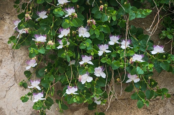 Bees on the caper plant in full bloom along the walls of the castle in the Tuscan site of Populonia