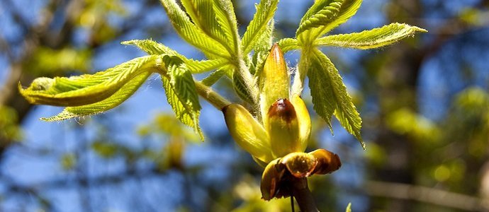 Chestnut bud in spring day