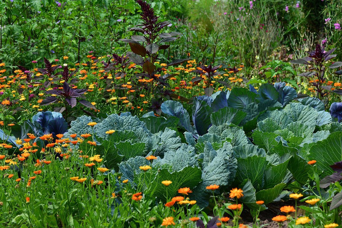 Cabbage in the garden with calendula and amaranth.