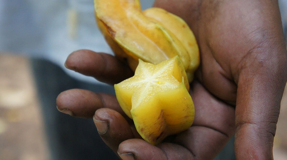 Carambola in the palm of a hand.