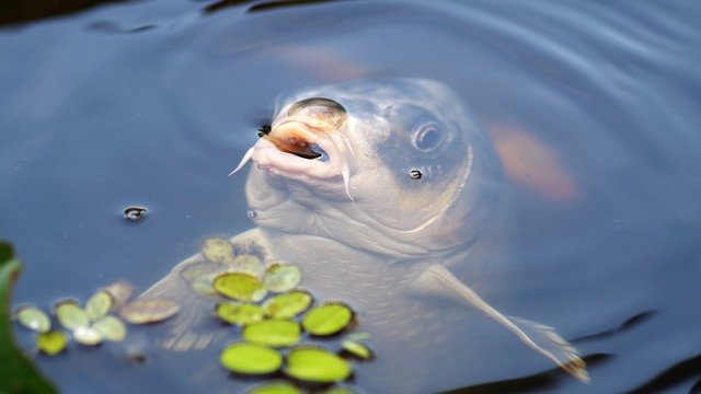 Fish taking air in a fish pond