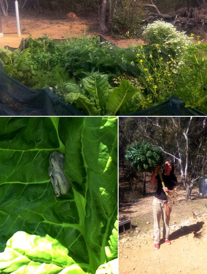 Garden veggies from a simple DIY garden bed, including kale and frogs.