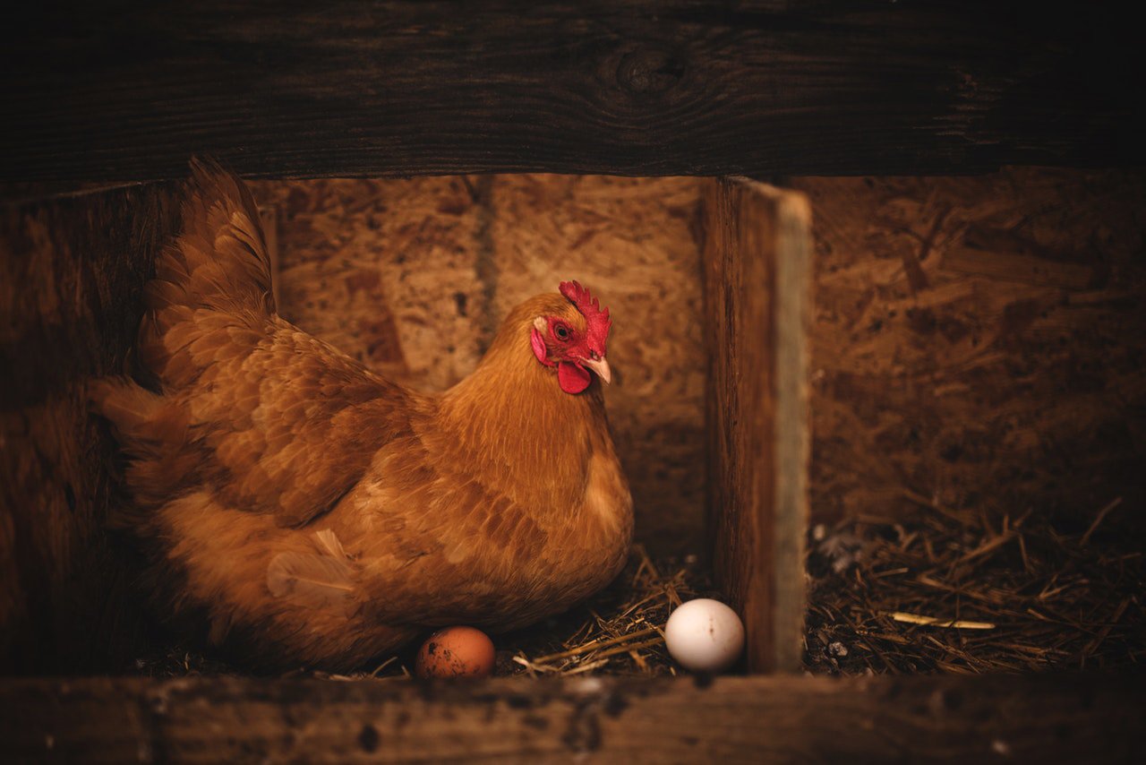 Egg laying chicken sitting in nest box