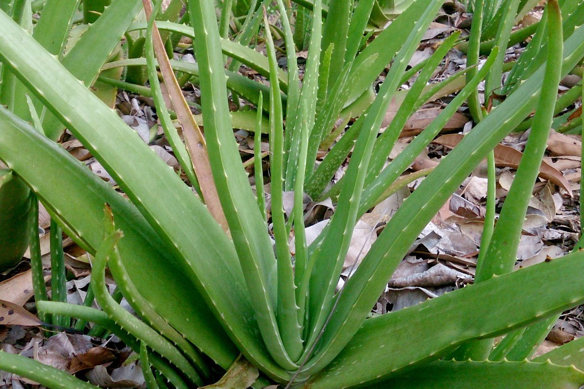Herbs Of Zaytuna Aloe Vera The Permaculture Research Institute