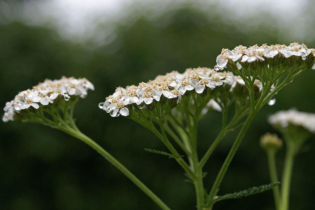 Herbs of Zaytuna Farm - Yarrow - The Permaculture Research Institute