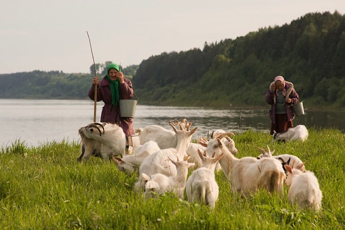 Goat Herding