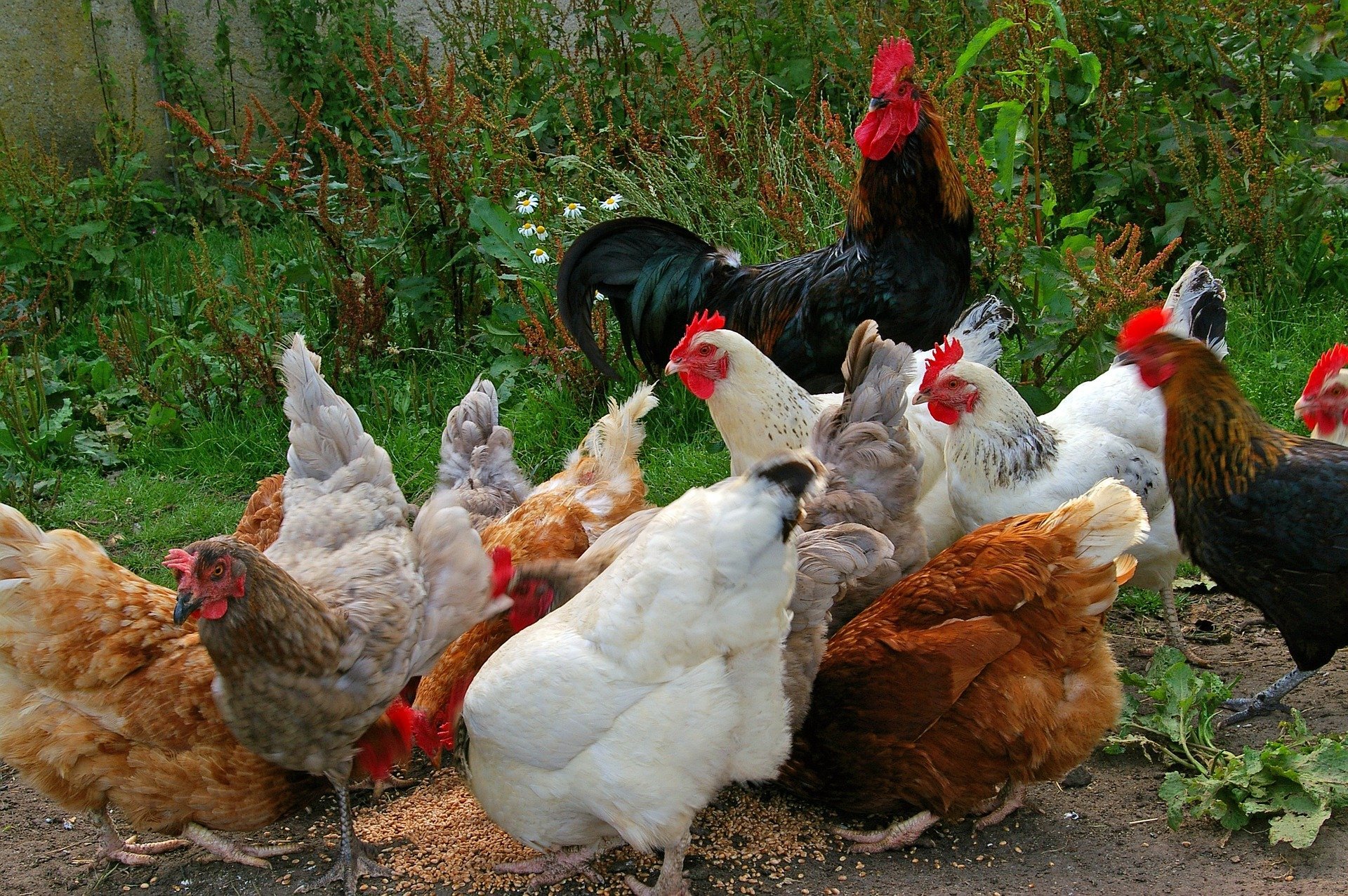 https://www.permaculturenews.org/wp-content/uploads/2019/06/chickens-874507_1920.jpg