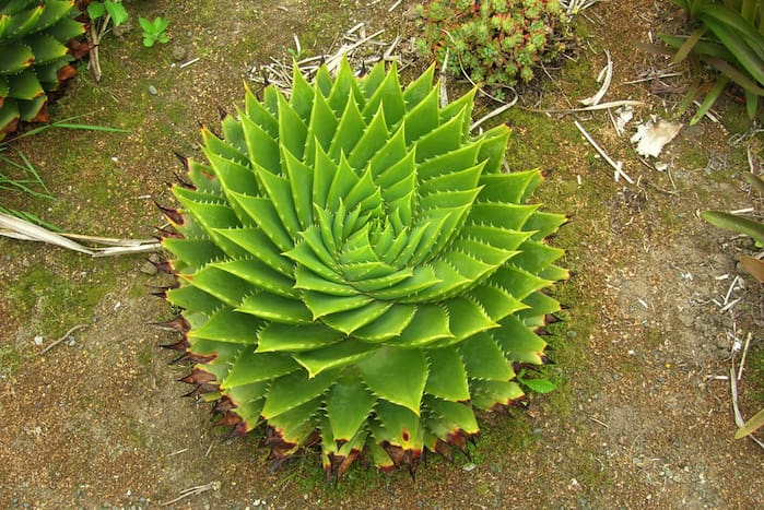Aloe polyphylla Schönland ex Pillans