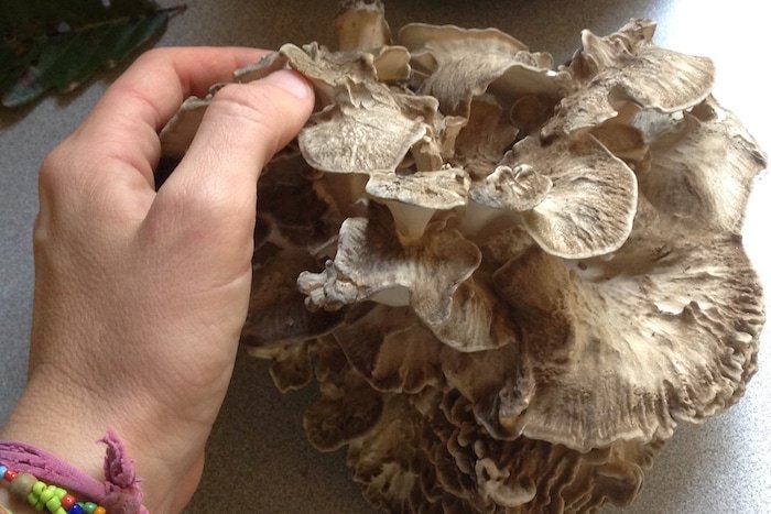 Another foraged maitake mushroom