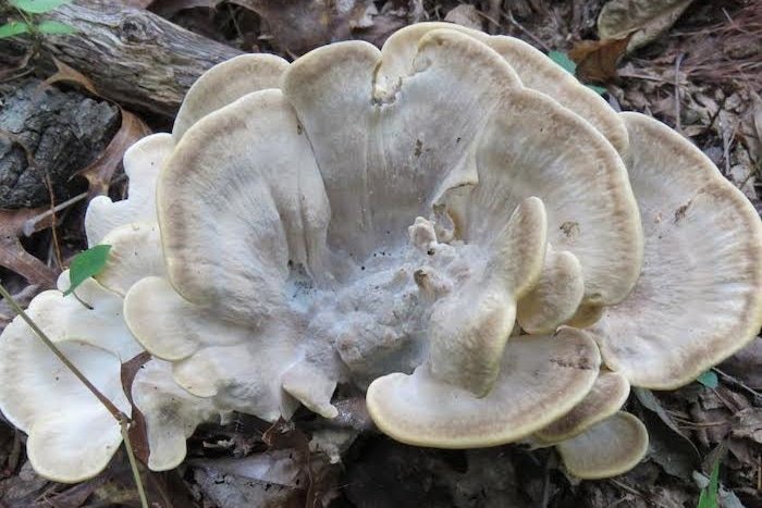 Black-Staining Polypore