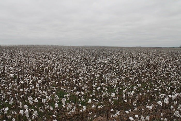 Cotton as far as the eye can see