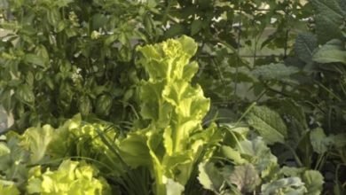 An abundant lettuce patch