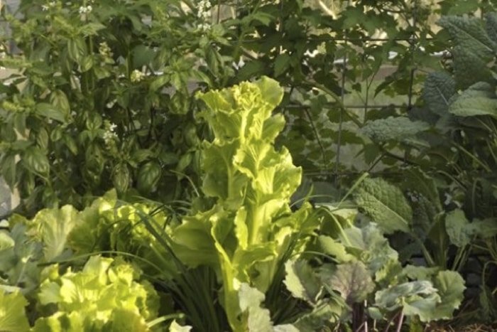 An abundant lettuce patch