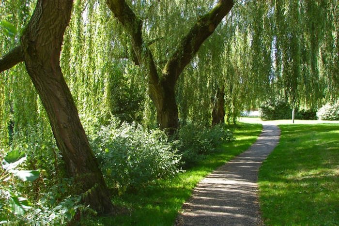 Walkway through the willows