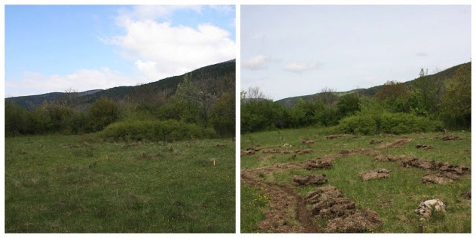 Phronensis Garden Before and After shot