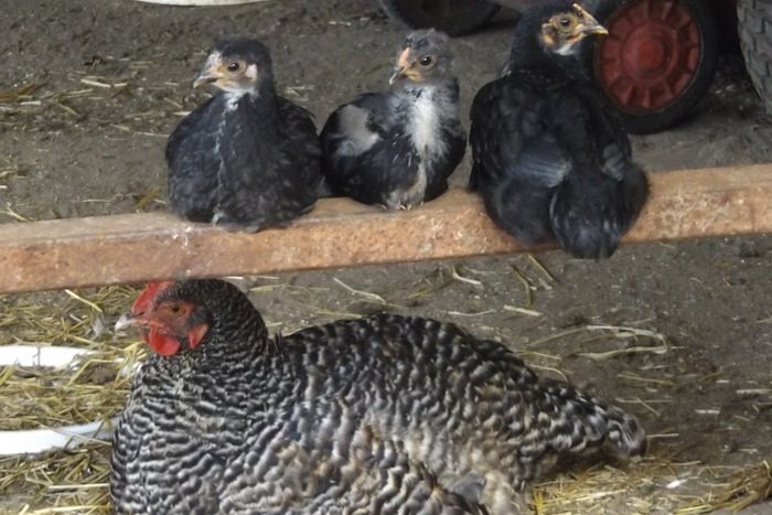 A free-range hen resting with her chicks 