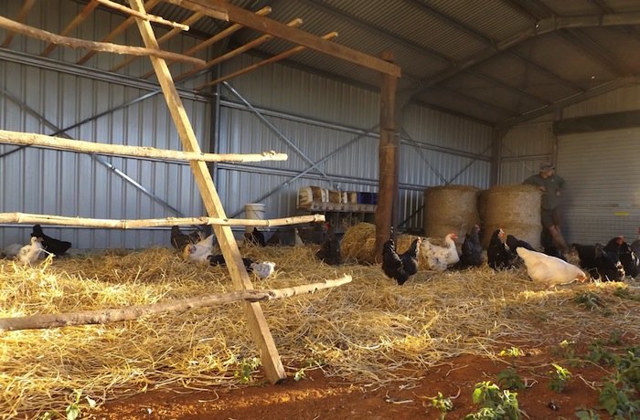 New Chicken Shed