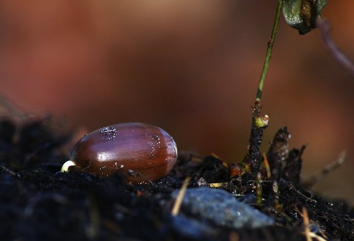 Acorn Sprout