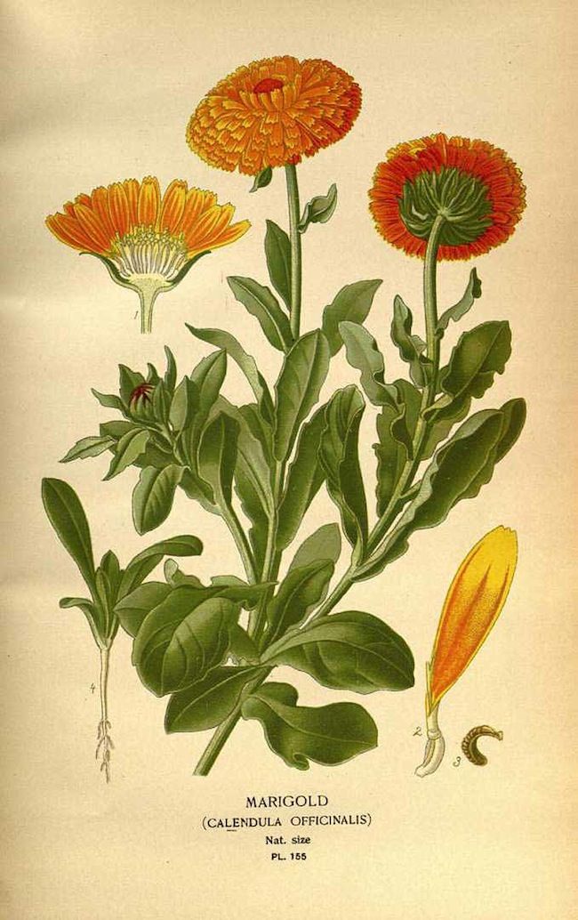 calendula