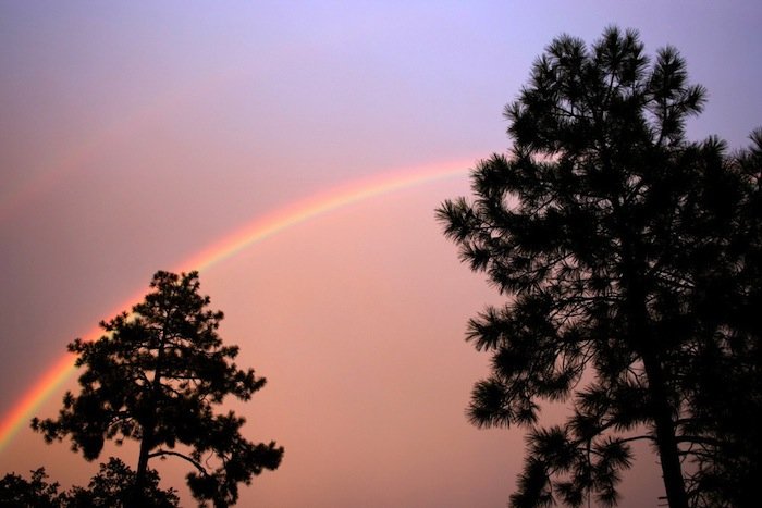 Tree Rainbow