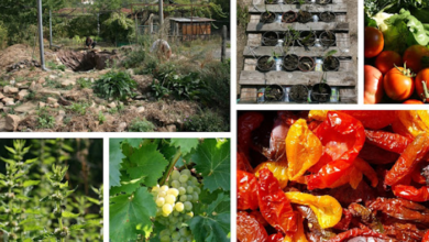 Permaculture Projects