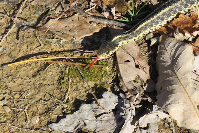 Eastern Garter Snake Along the Trail