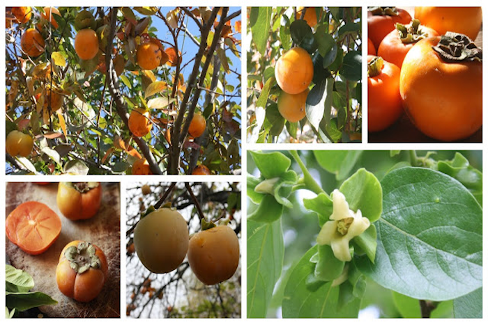 When do fuyu persimmon trees bear fruit